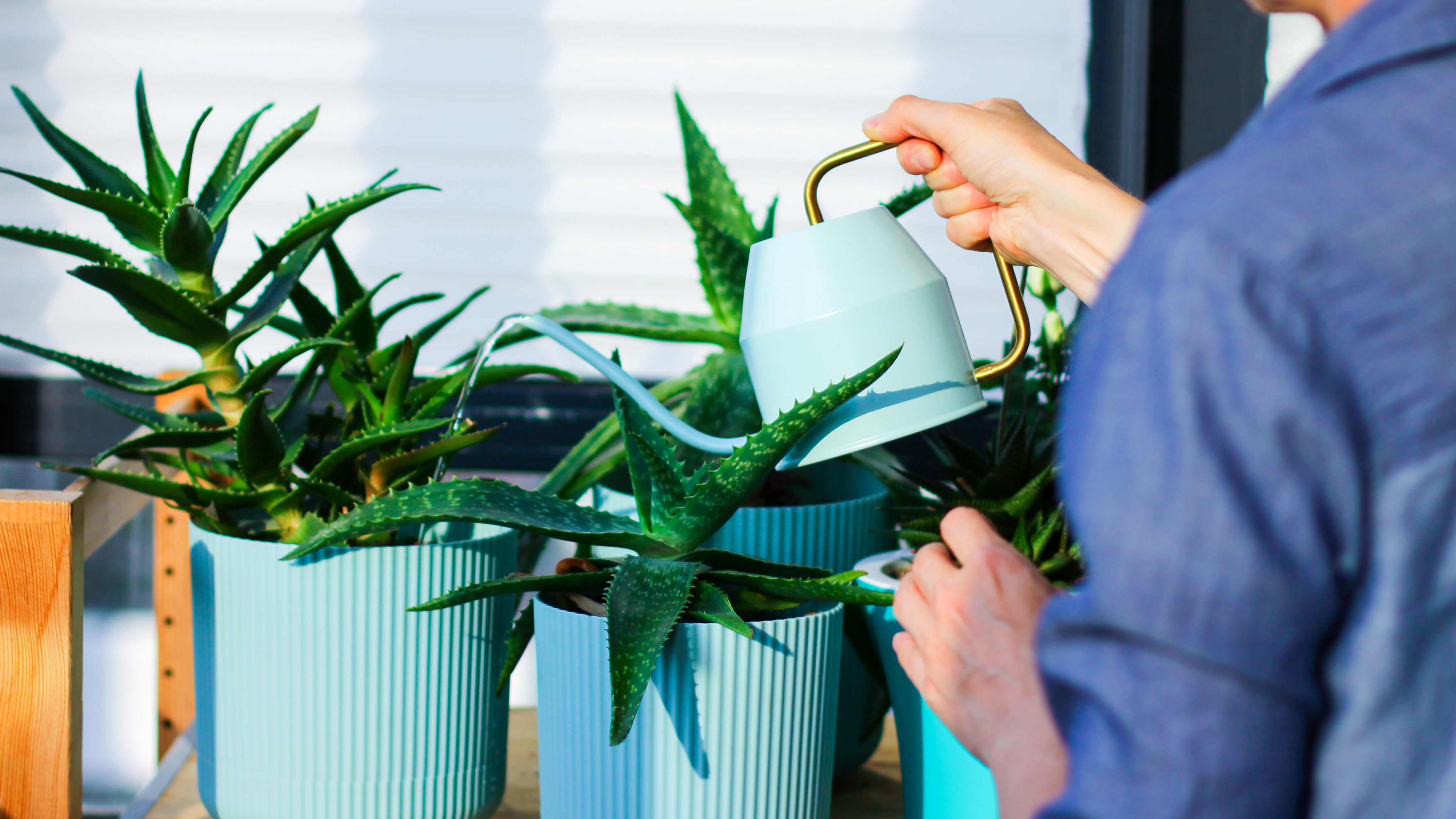 Jak czsto podlewa aloes? Poznaj prost zasad, ktr stosuj dowiadczeni  hodowcy
