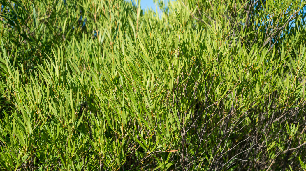 Filirea wąskolistna (Phillyrea angustifolia)