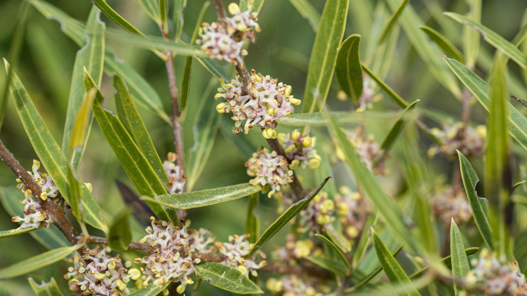 Filirea wąskolistna (Phillyrea angustifolia)