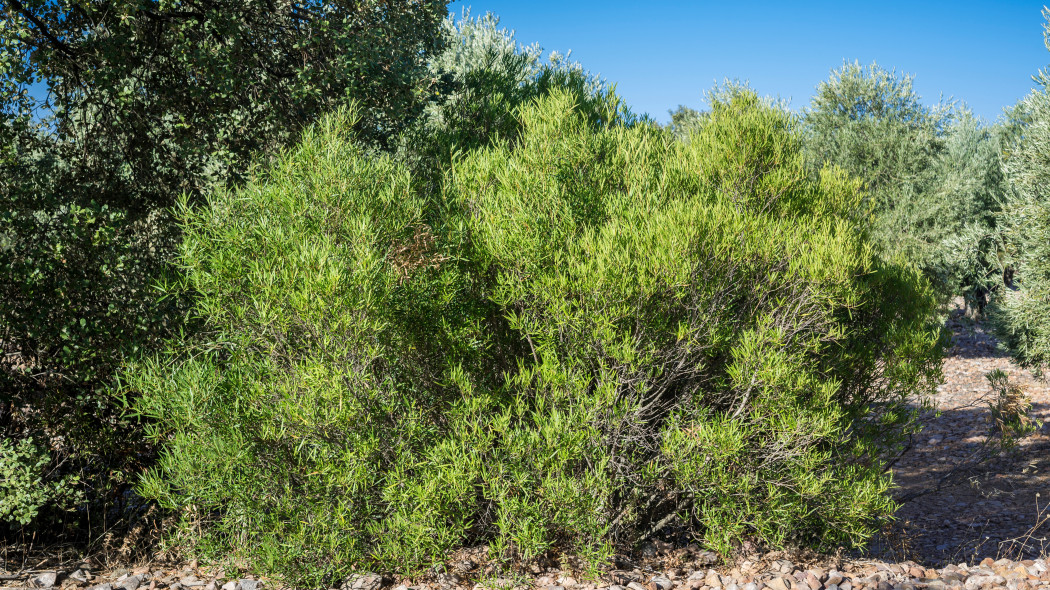 Filirea wąskolistna (Phillyrea angustifolia)