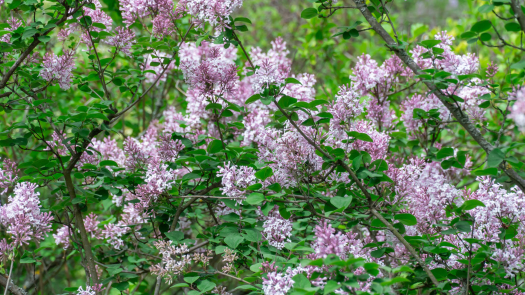 Lilak omszony (Syringa pubescens)