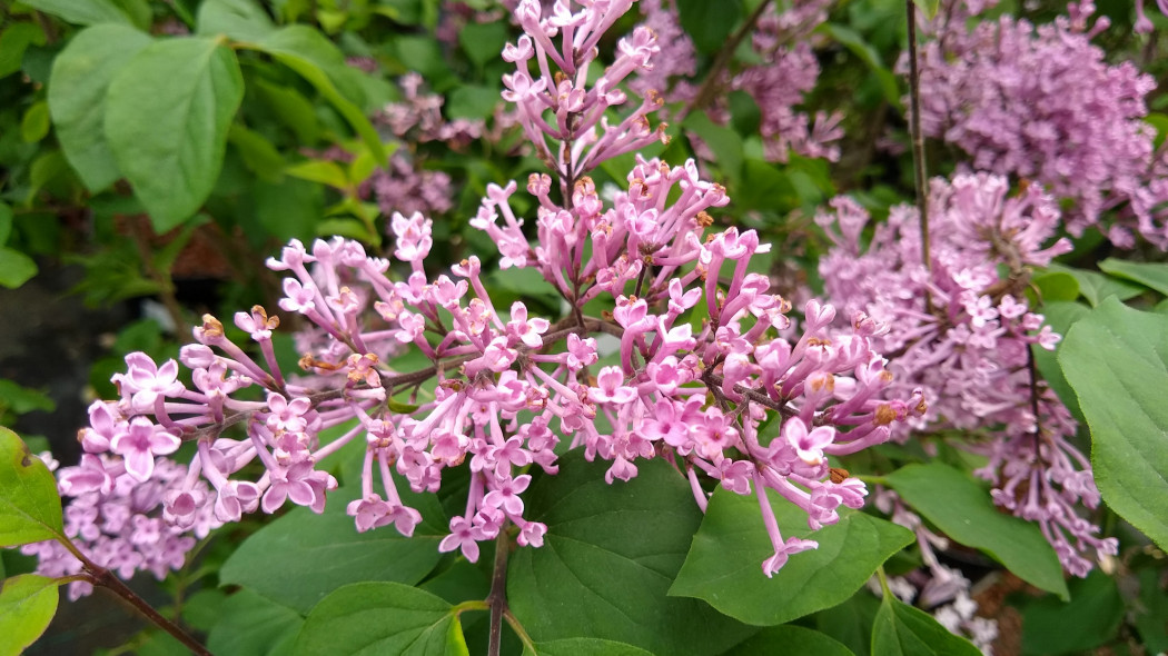 Lilak omszony (Syringa pubescens)