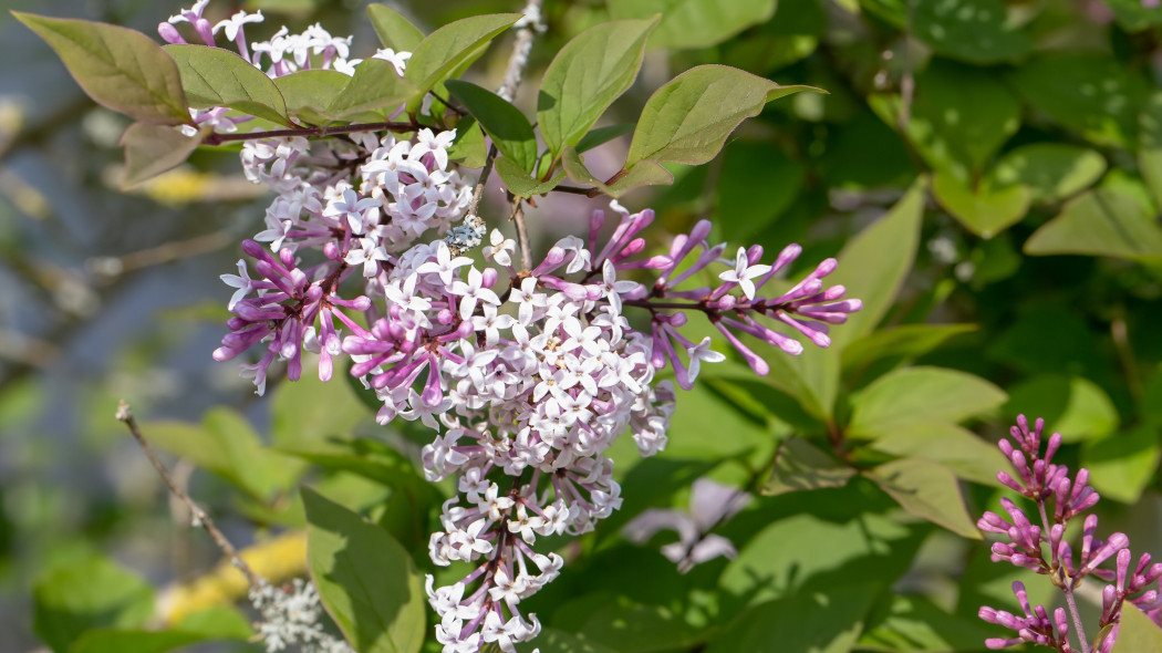 Lilak omszony (Syringa pubescens)