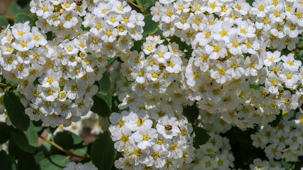 Tawuła nippońska (Spiraea nipponica)