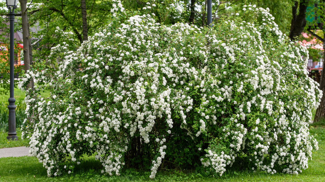 Tawuła nippońska (Spiraea nipponica)