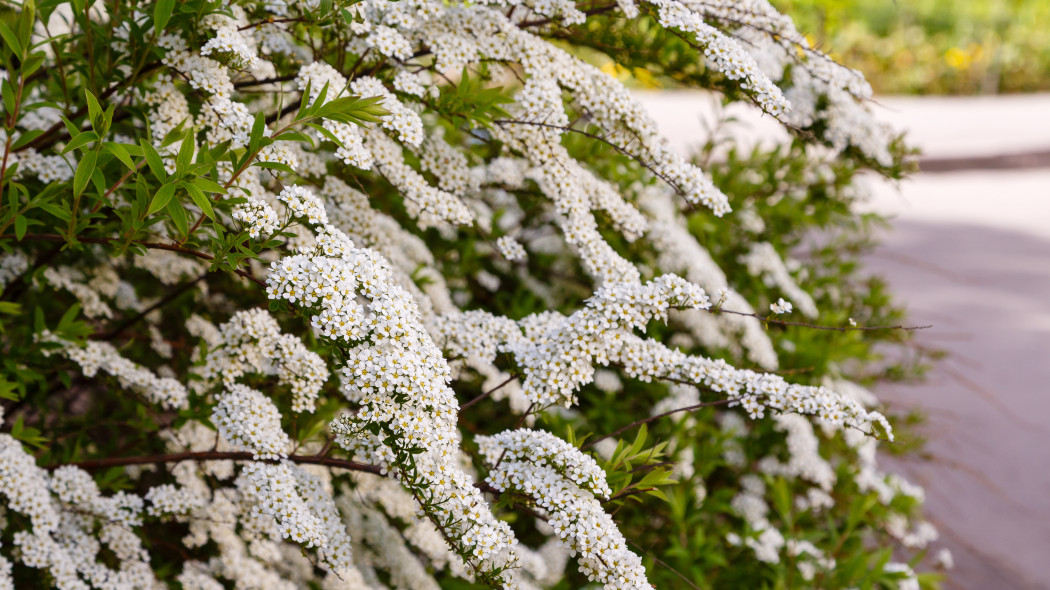 Tawuła nippońska (Spiraea nipponica)