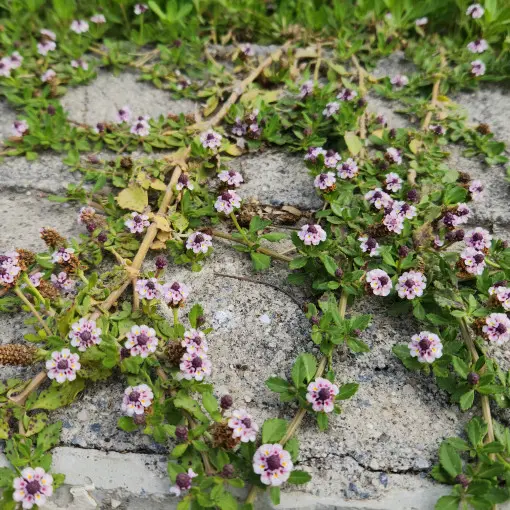 Phyla nodiflora / Lippia repens