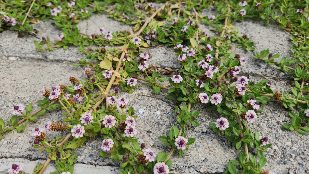 Phyla nodiflora, Lippia repens