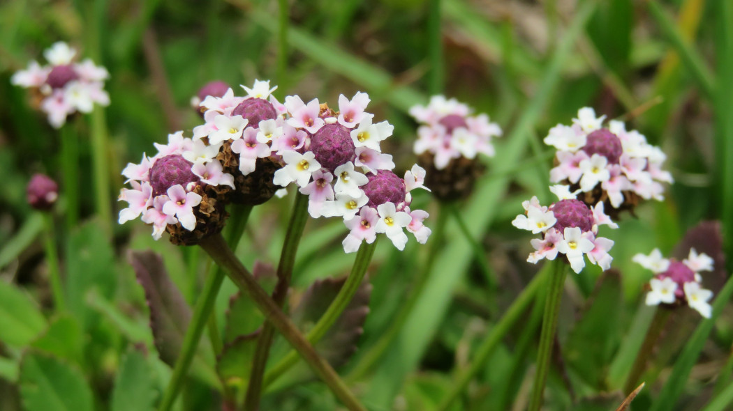 Phyla nodiflora, Lippia repens