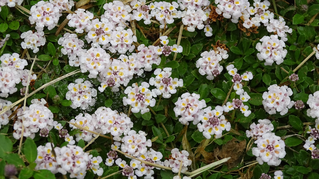 Phyla nodiflora, Lippia repens