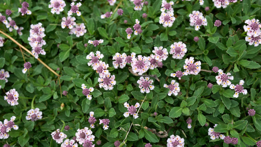 Phyla nodiflora / Lippia repens