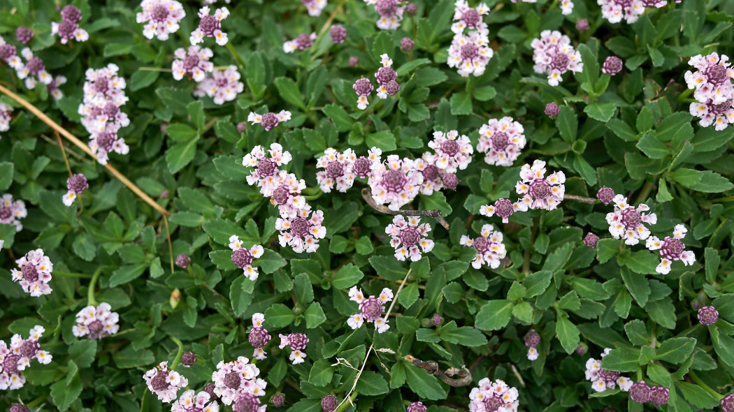 Phyla nodiflora, Lippia repens