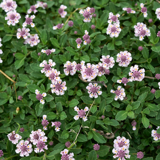 Phyla nodiflora / Lippia repens