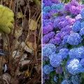 Źle przytniesz, nie zakwitną. Jak ciąć hortensje po zimie?