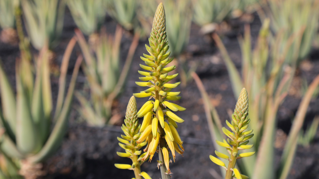 Aloes zwyczajny (Aloe vera)