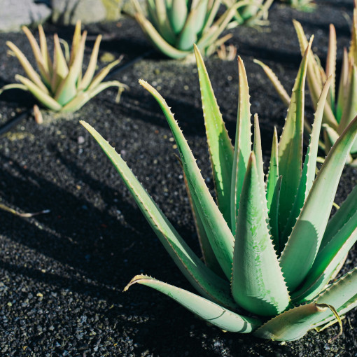 Aloes zwyczajny / Aloes barbadoski