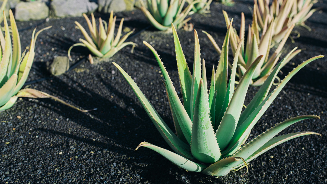 Aloes zwyczajny (Aloe vera)