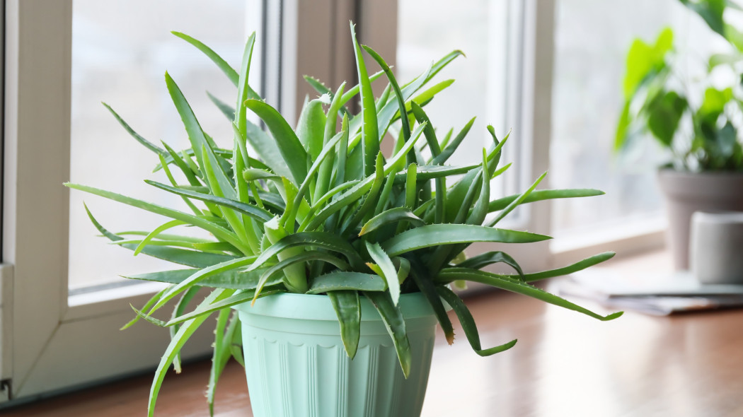 Aloes zwyczajny (Aloe vera)