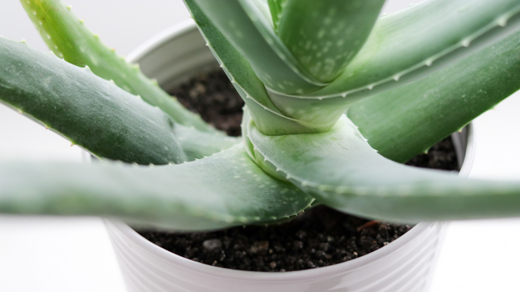 Aloes zwyczajny (Aloe vera)