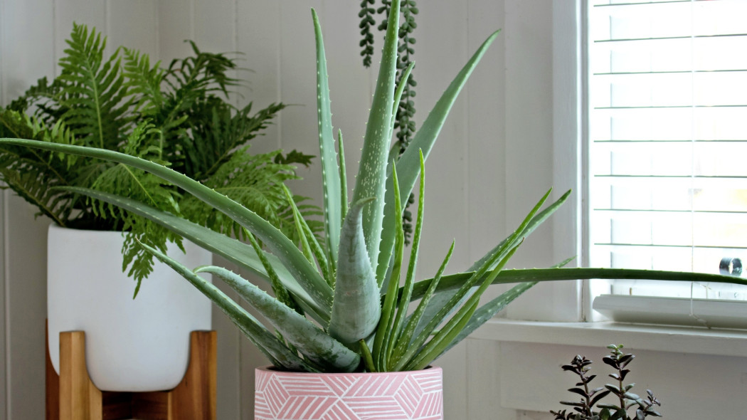 Aloes zwyczajny (Aloe vera)