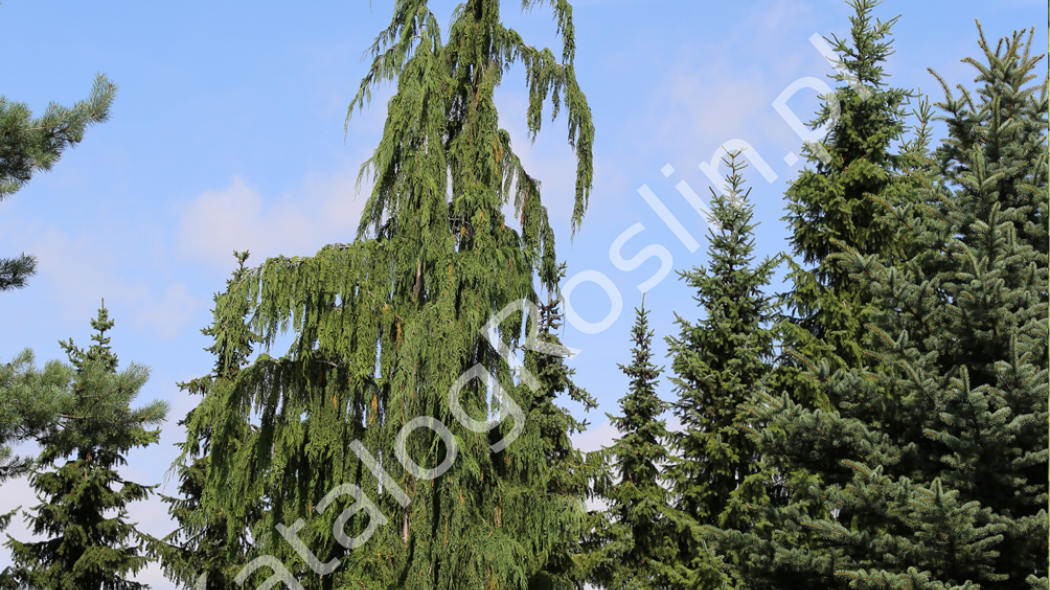 cyprysik nutkajski (Chamaecyparis nootkatensis) 'Pendula'