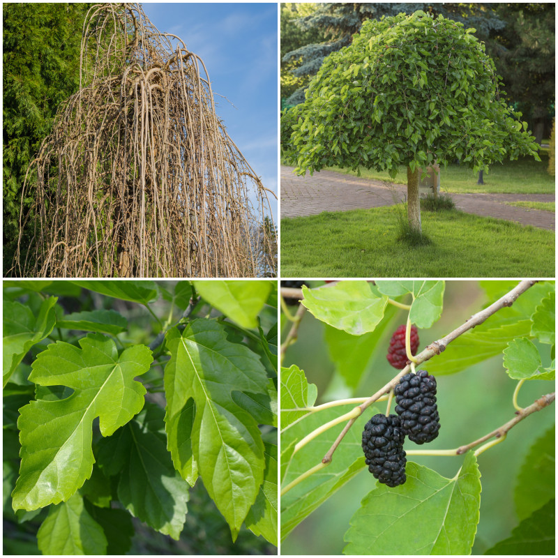 Morwa biała ‘Pendula’ – parasol zdrowych słodyczy 