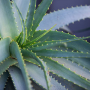 Aloes