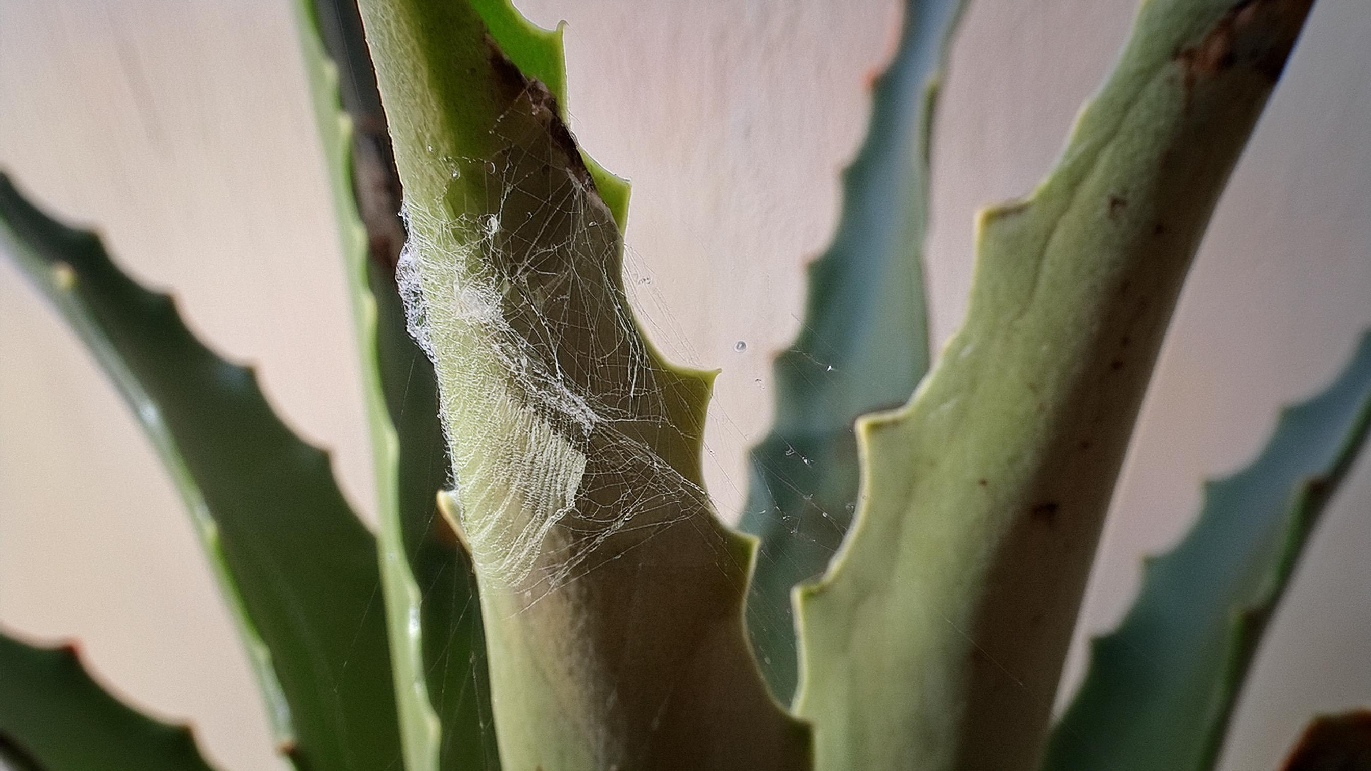 Aloes widnie? Winowajc moe by jeden z tych podstpnych szkodnikw
