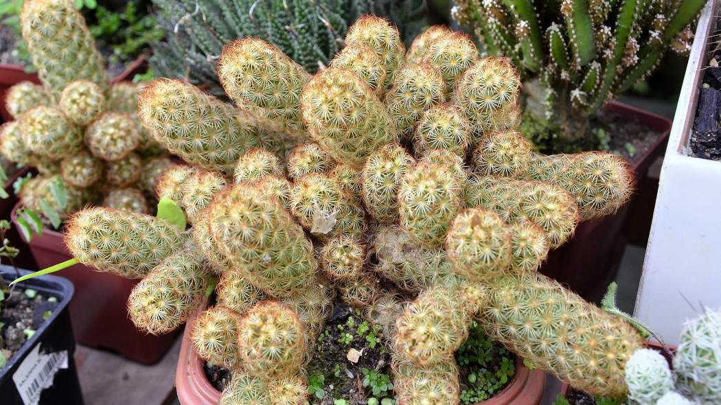 Mammillaria elongata