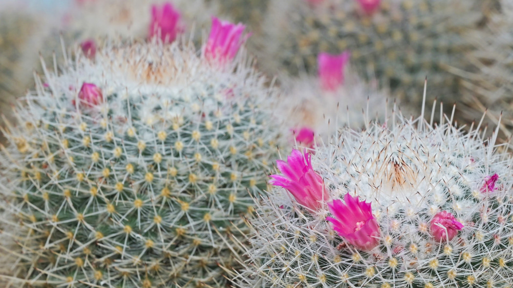 Mammillaria geminispina