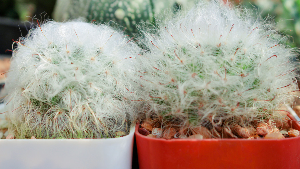 Mammillaria bocasana