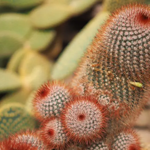 Kaktus Mamilaria