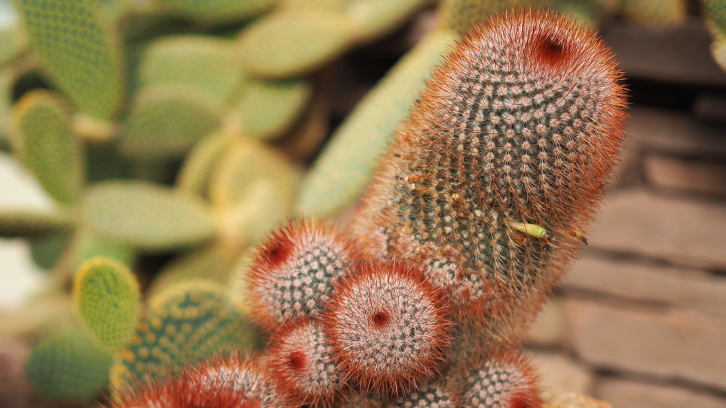 Mammillaria spinosissima