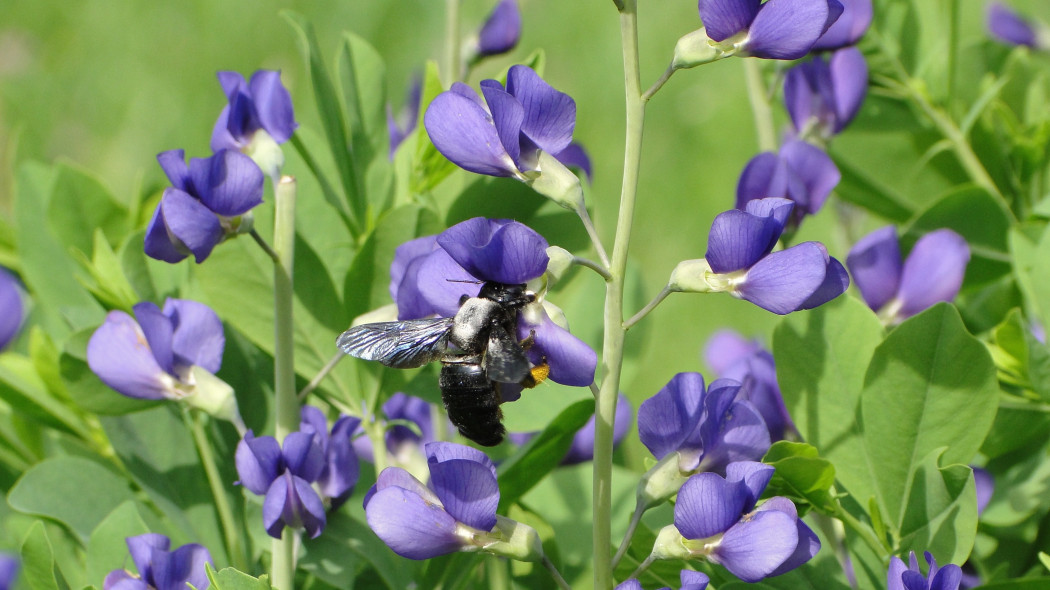 Baptysja błękitna (Baptisia australis)