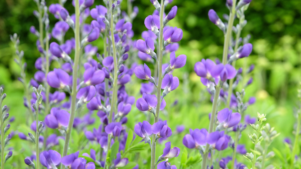 Baptysja błękitna (Baptisia australis)