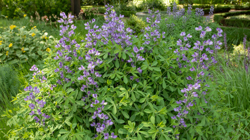 Baptysja błękitna (Baptisia australis)