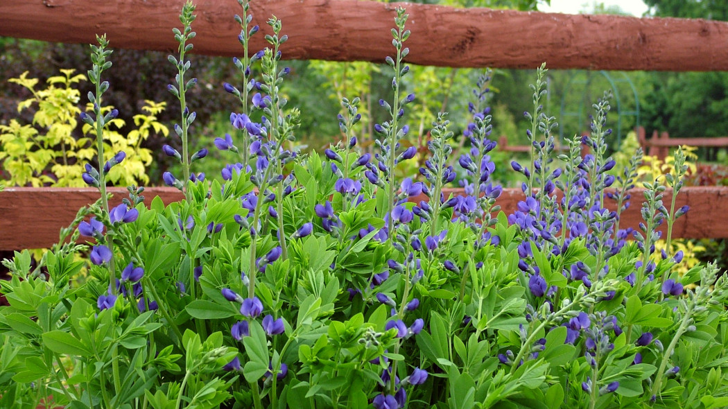 Baptysja błękitna (Baptisia australis)