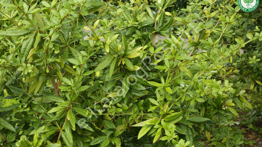 zimozielony berberys Juliany (Berberis julianae)