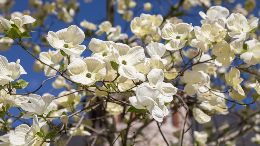 Dereń kwiecisty (Cornus florida) - wczesną wiosną, kwitnący