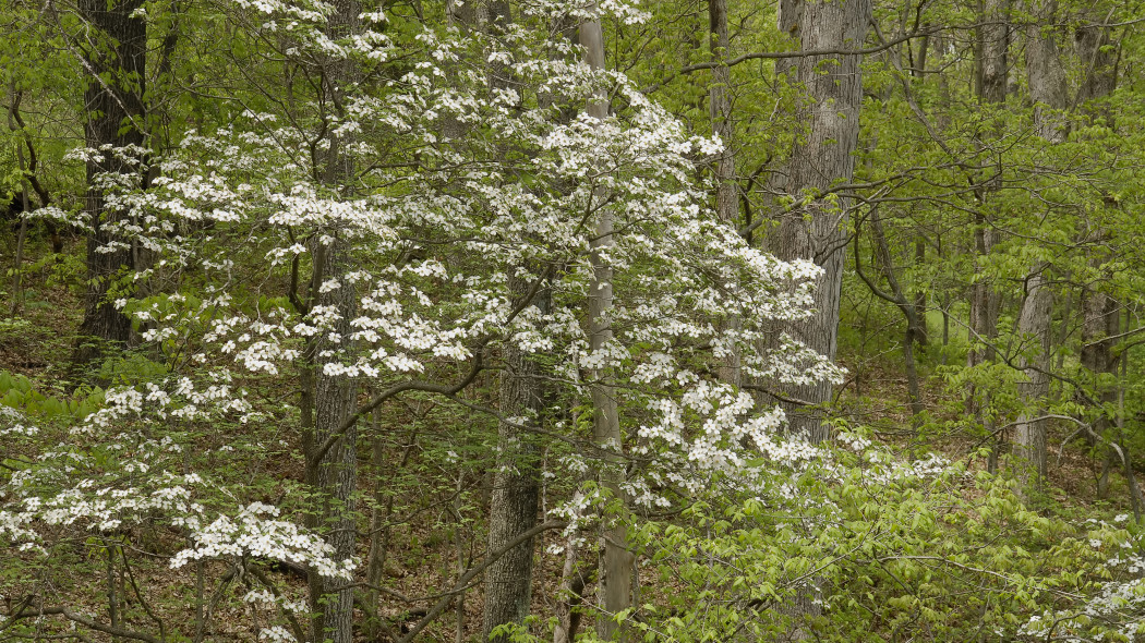 Dereń kwiecisty (Cornus florida) - w naturze