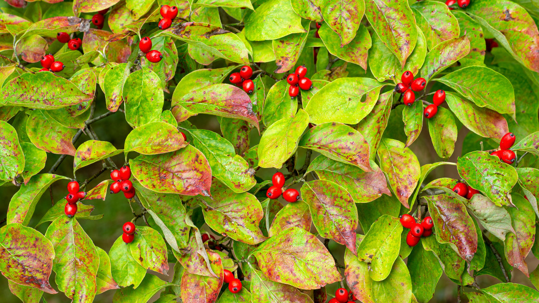 Dereń kwiecisty (Cornus florida) - latem z owocami