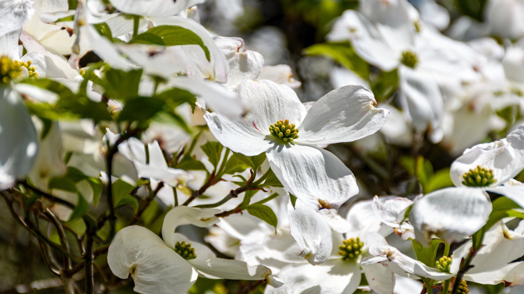 Dereń kwiecisty (Cornus florida) - kwitnienie