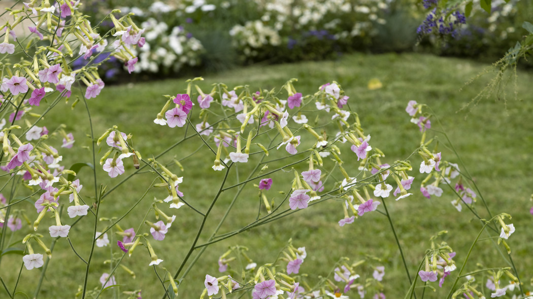 Tytoń oskrzydlony (Nicotiana alata)