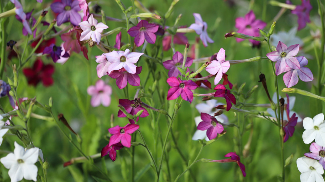 Tytoń oskrzydlony (Nicotiana alata)