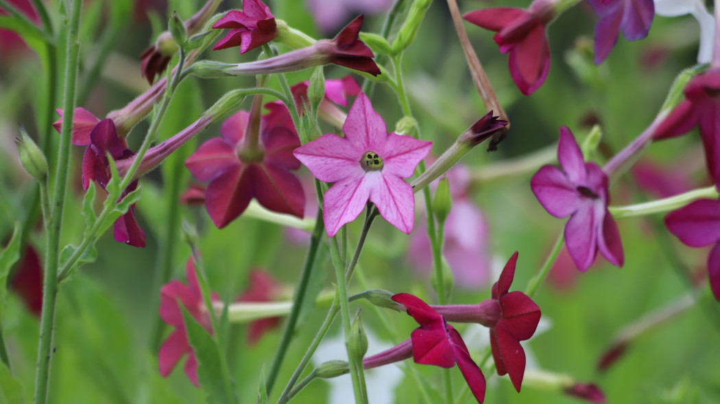 Tytoń oskrzydlony (Nicotiana alata)