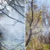 Ekologiczne opryski drzew owocowych | Kalendarz ochrony od wiosny do jesieni