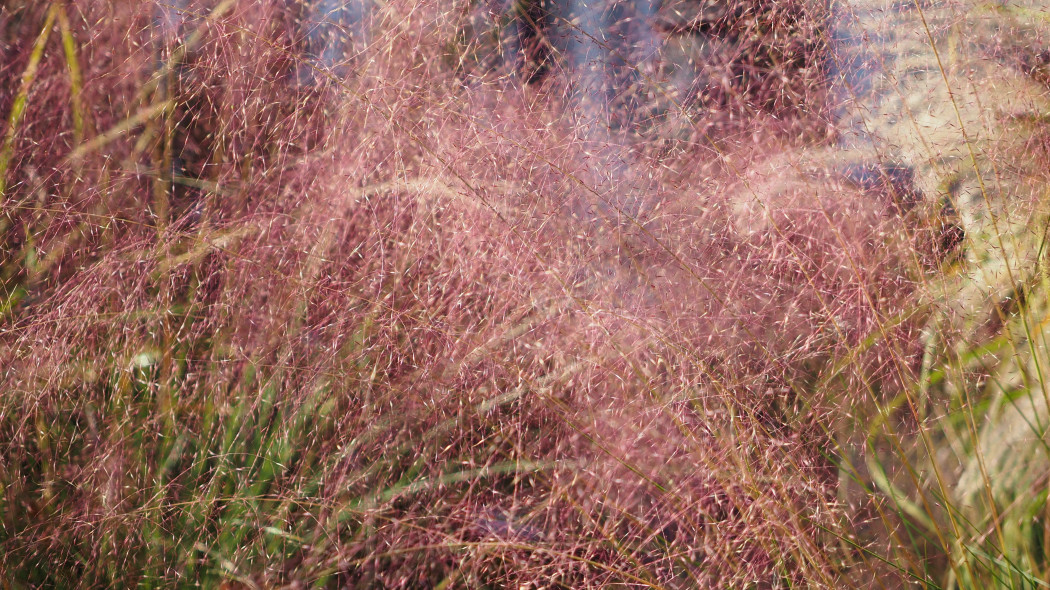 Przyostnia włosowata (Muhlenbergia capillaris)