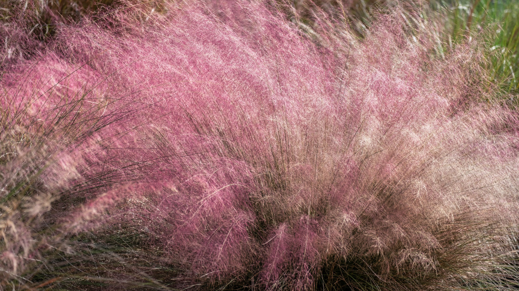 Przyostnia włosowata (Muhlenbergia capillaris)