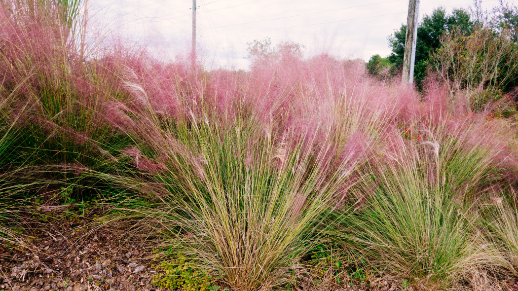 Przyostnia włosowata (Muhlenbergia capillaris)