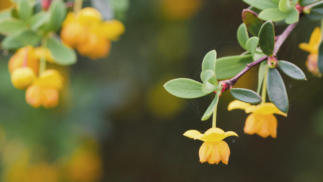 Berberys bukszpanolistny (Berberis microphylla)